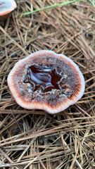Hydnellum peckii