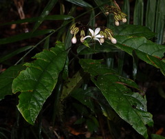 Clerodendrum