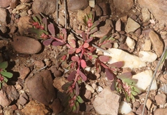 Euphorbia indivisa