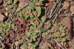 Euphorbia indivisa