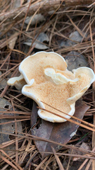 Hydnum repandum