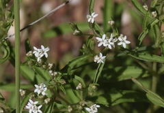 Stevia