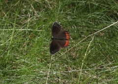 Gyrocheilus patrobas