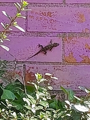 Tarentola mauritanica mauritanica