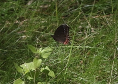 Gyrocheilus patrobas