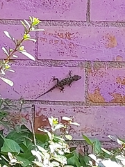 Tarentola mauritanica mauritanica