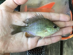 Lepomis