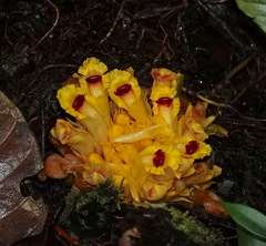 Etlingera burttii