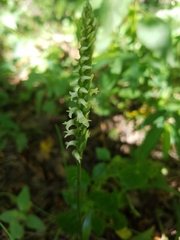 Spiranthes ovalis