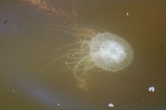 Chrysaora chesapeakei