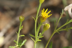 Tagetes lemmonii