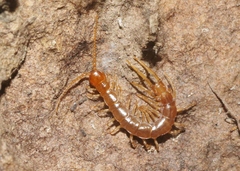 Lithobiomorpha