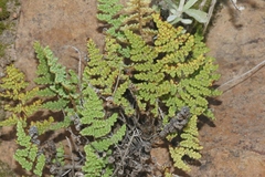 Myriopteris