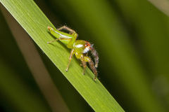 Mopsus mormon