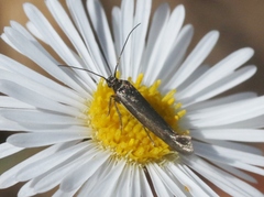Scythrididae