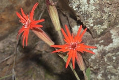Silene laciniata