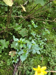 Bidens ostruthioides