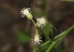 Baccharis thesioides