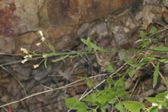 Baccharis thesioides