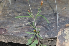 Bidens heterosperma