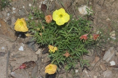 Oenothera hartwegii