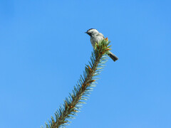 Poecile montanus