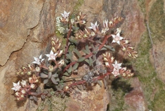 Sedum cockerellii