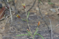 Bidens heterosperma