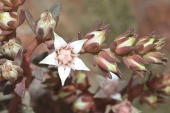 Sedum cockerellii