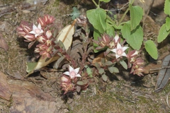 Sedum cockerellii