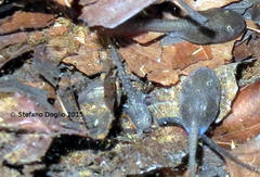 Salamandrina perspicillata