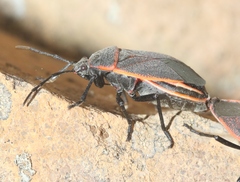 Largus succinctus