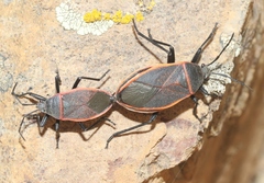 Largus succinctus