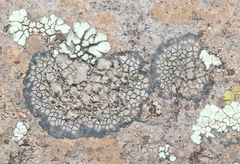 Dimelaena