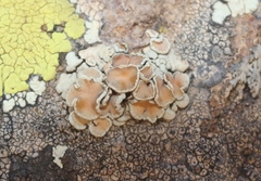 Rhizoplaca chrysoleuca