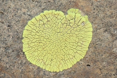 Pleopsidium flavum