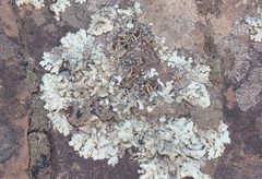 Parmelioideae