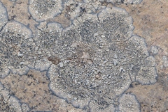 Dimelaena