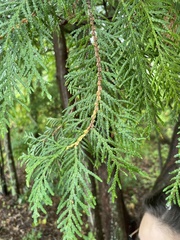 Thuja