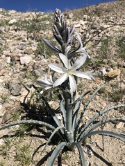 Hesperocallis undulata