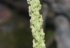 Malaxis macrostachya