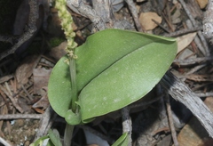 Malaxis macrostachya