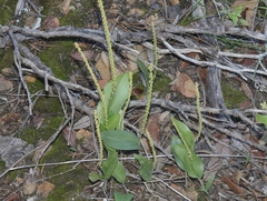 Malaxis macrostachya