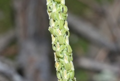 Malaxis macrostachya