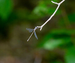 Lestidae