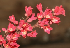 Heuchera sanguinea