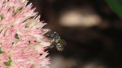 Megachile rotundata