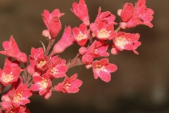 Heuchera sanguinea