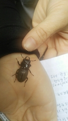 Dorcus