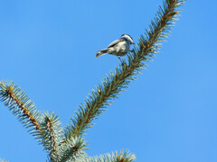 Poecile montanus